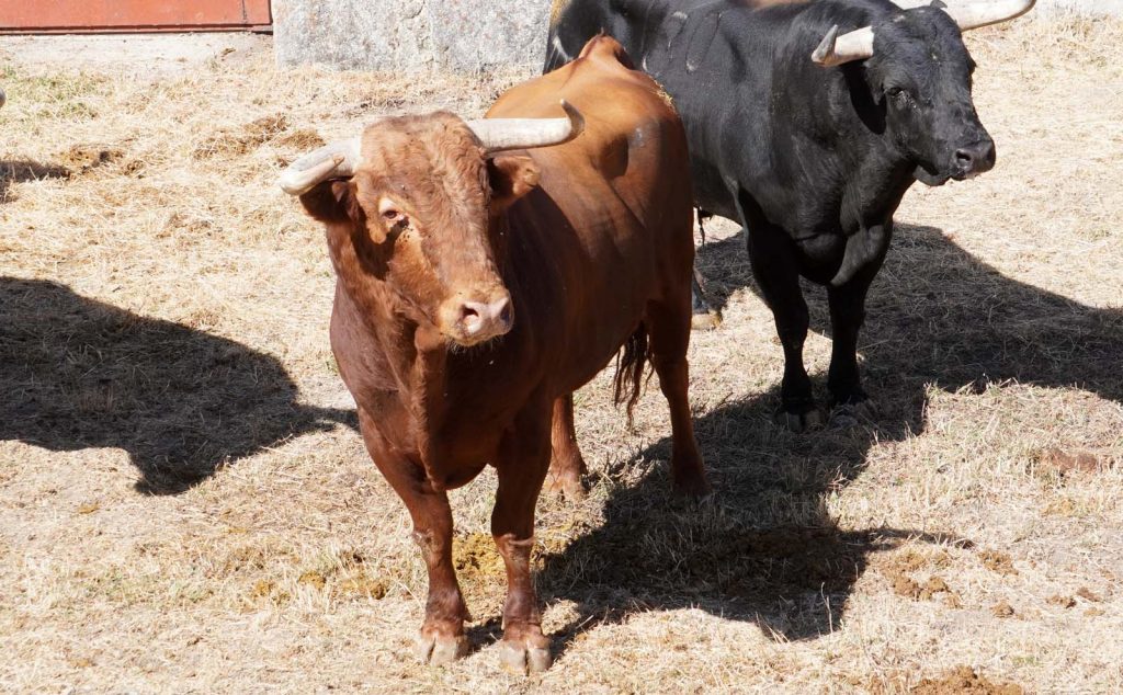 1 Potrico N 104 1024x634 - Enchiquerados los toros de El Pilar para el festejo de esta tarde en El Espinar