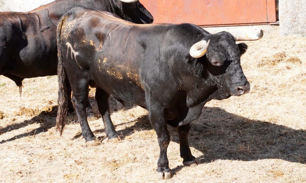 2 Sob. Sombreto No 31 1024x614 - Enchiquerados los toros de El Pilar para el festejo de esta tarde en El Espinar