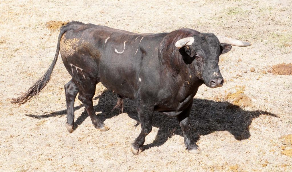 4 Langostero No 139 1024x605 - Enchiquerados los toros de El Pilar para el festejo de esta tarde en El Espinar