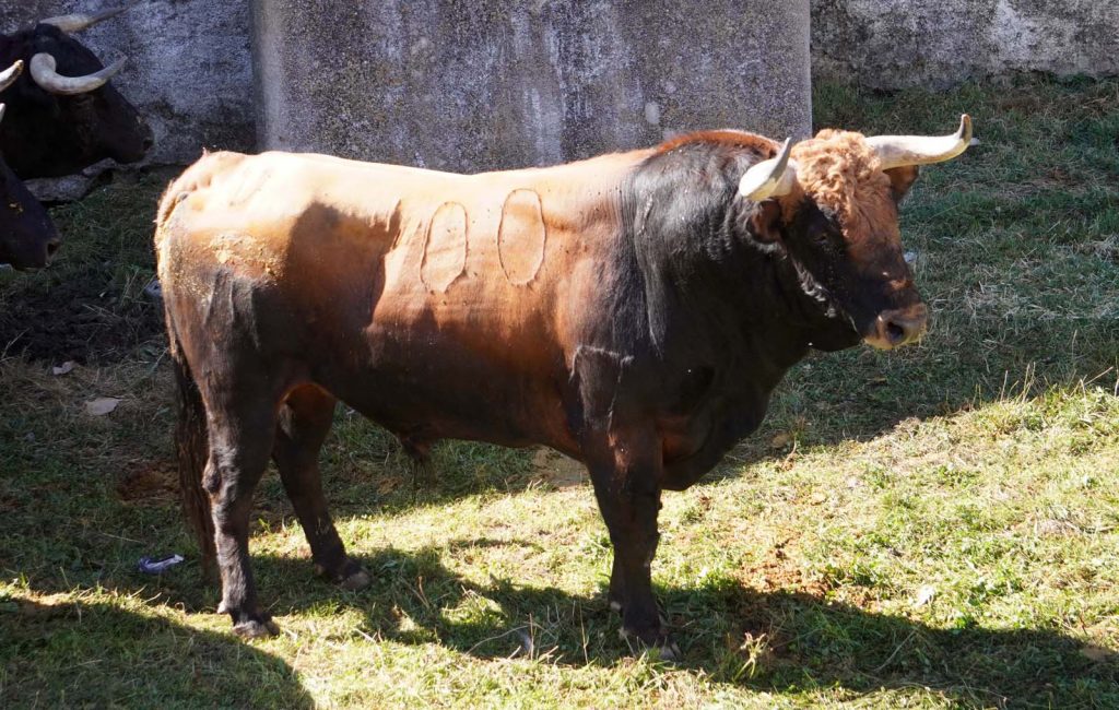 6 Deslumbrero No 100 1024x650 - Enchiquerados los toros de El Pilar para el festejo de esta tarde en El Espinar