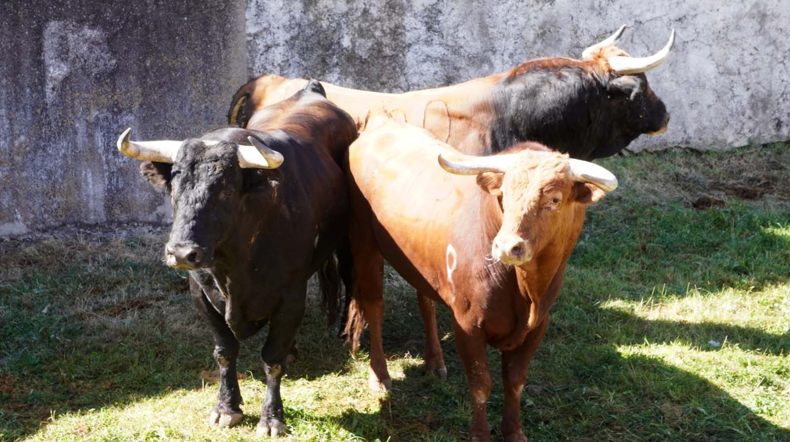 Enchiquerados los toros de El Pilar para el festejo de esta tarde en El Espinar