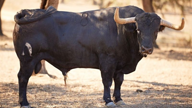 Buenavista: cuajo y hechuras para Almorox