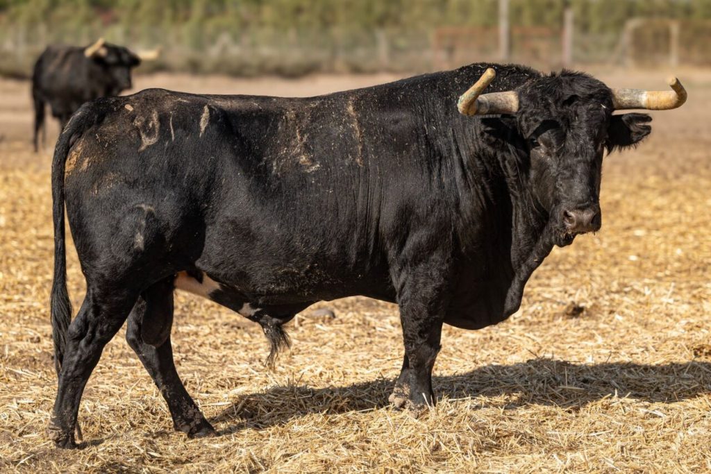 Campos Pena 1024x683 - Almorox: Corrida con entidad de Campos Peña (Fotos)