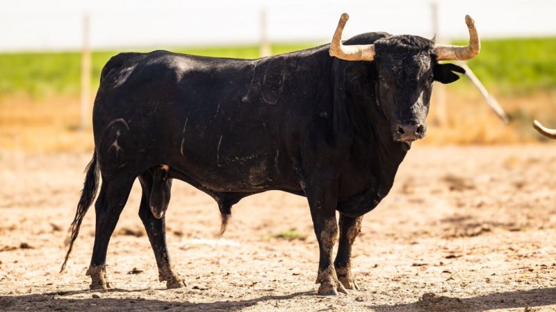 Almorox: Corrida con entidad de Campos Peña (Fotos)