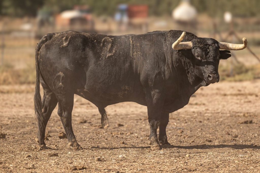 Campos Pena2 1024x683 - Almorox: Corrida con entidad de Campos Peña (Fotos)