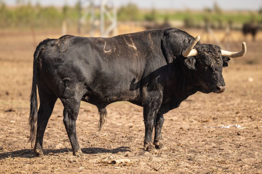 Campos Pena3 1024x683 - Almorox: Corrida con entidad de Campos Peña (Fotos)