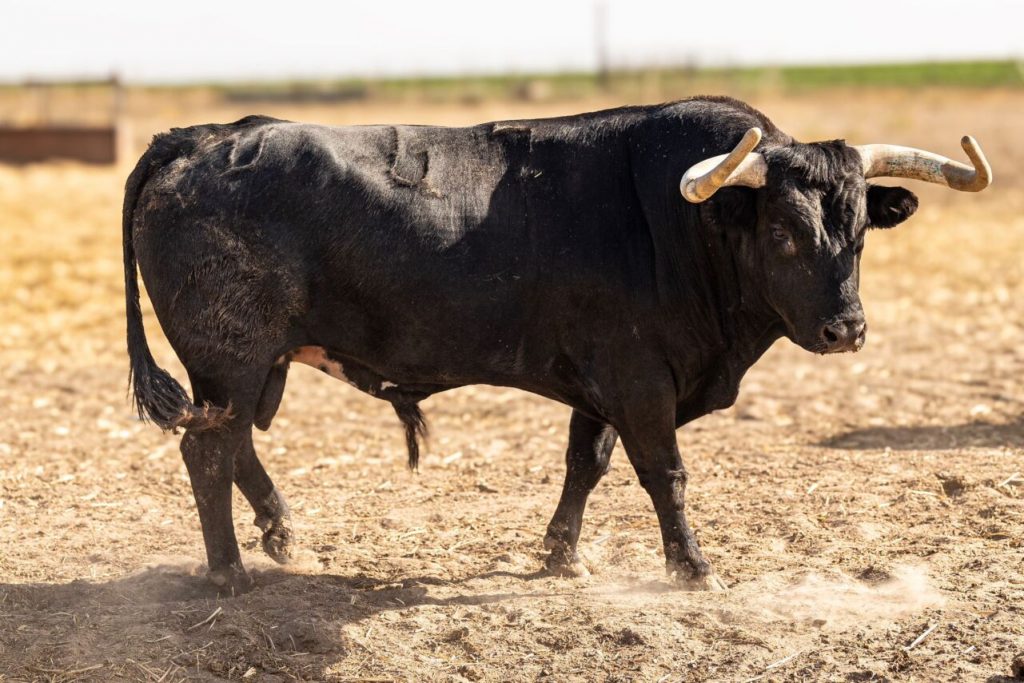 Campos Pena4 1024x683 - Almorox: Corrida con entidad de Campos Peña (Fotos)