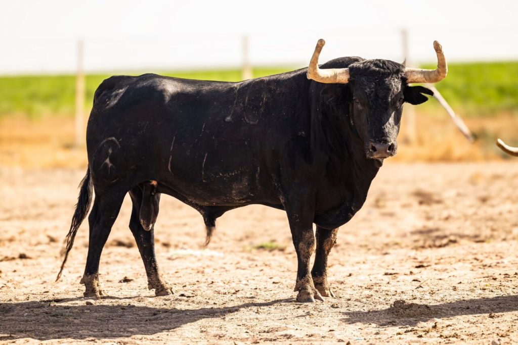 Campos Pena6 1024x683 - Almorox: Corrida con entidad de Campos Peña (Fotos)