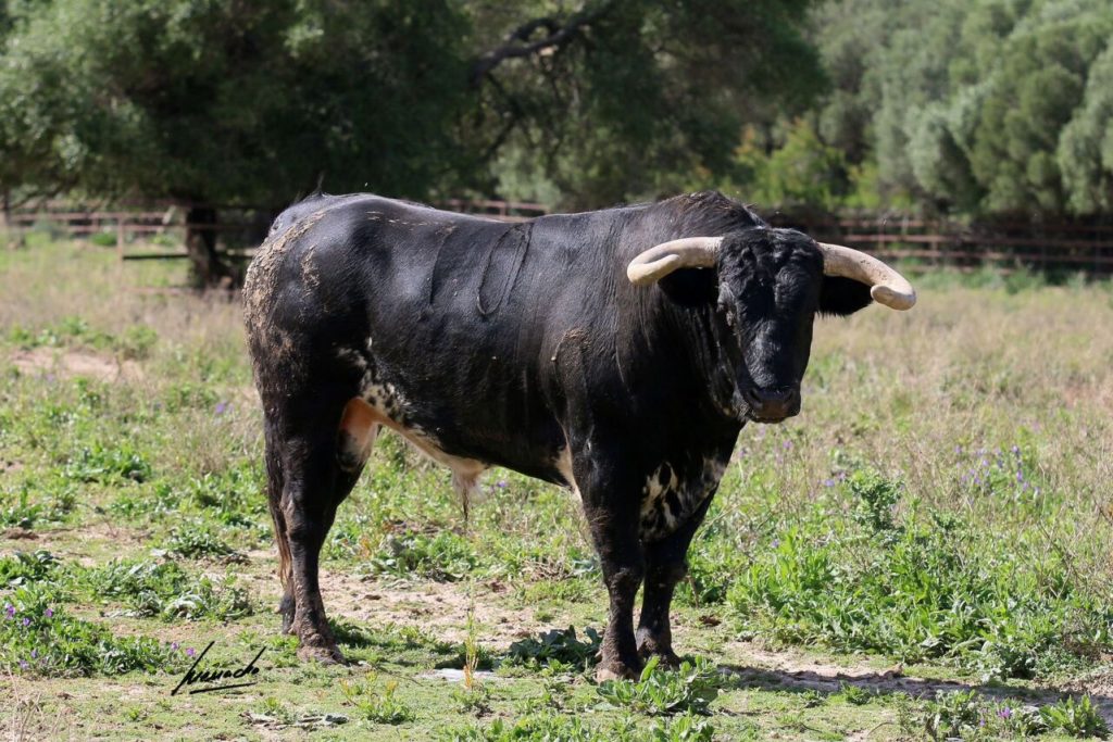 Melilla1 1024x683 - Los toros de Torrealta para la corrida de Melilla (Fotos)