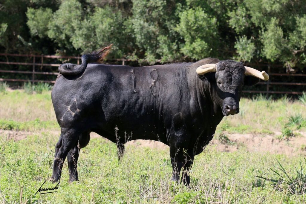 Melilla2 1024x683 - Los toros de Torrealta para la corrida de Melilla (Fotos)