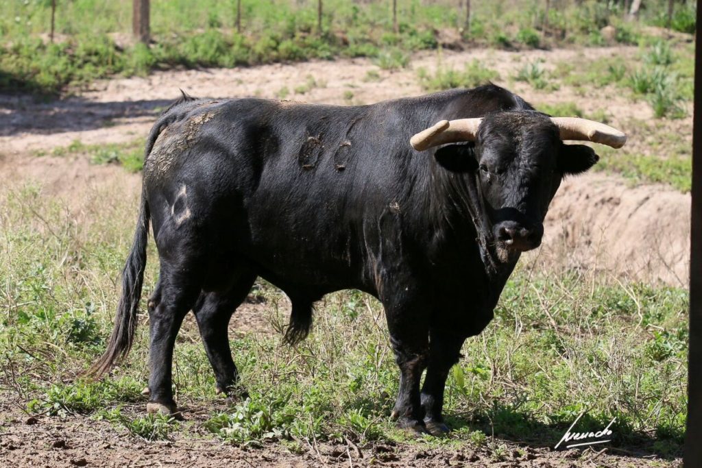 Melilla3 1024x683 - Los toros de Torrealta para la corrida de Melilla (Fotos)