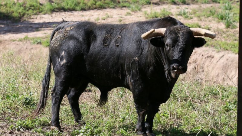 Los toros de Torrealta para la corrida de Melilla (Fotos)