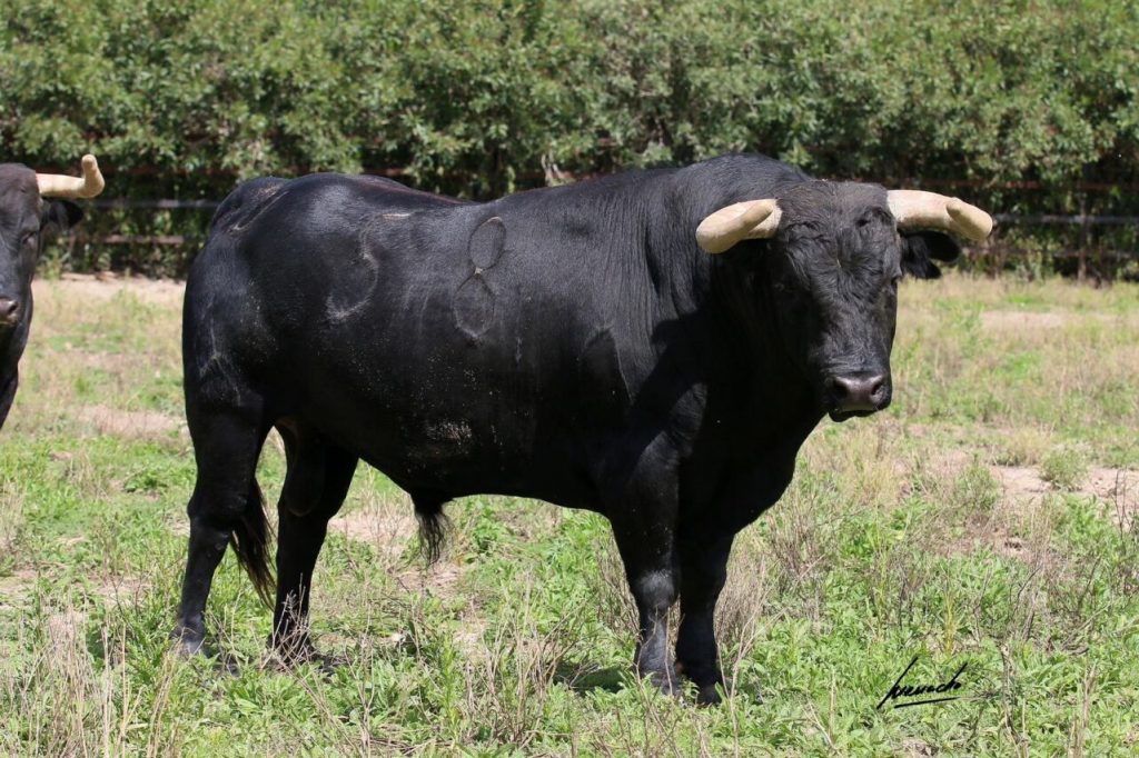 Melilla4 1024x682 - Los toros de Torrealta para la corrida de Melilla (Fotos)