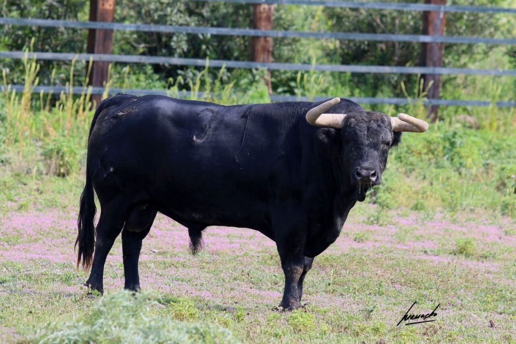 Melilla5 1024x683 - Los toros de Torrealta para la corrida de Melilla (Fotos)