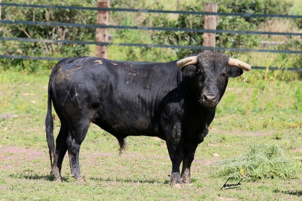 Melilla7 1024x683 - Los toros de Torrealta para la corrida de Melilla (Fotos)