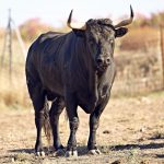 Nunez de Tarifa 2 150x150 - Curro Núñez: ‘Almorox verá una novillada fuerte pero con fondo bueno’ (Vídeo)