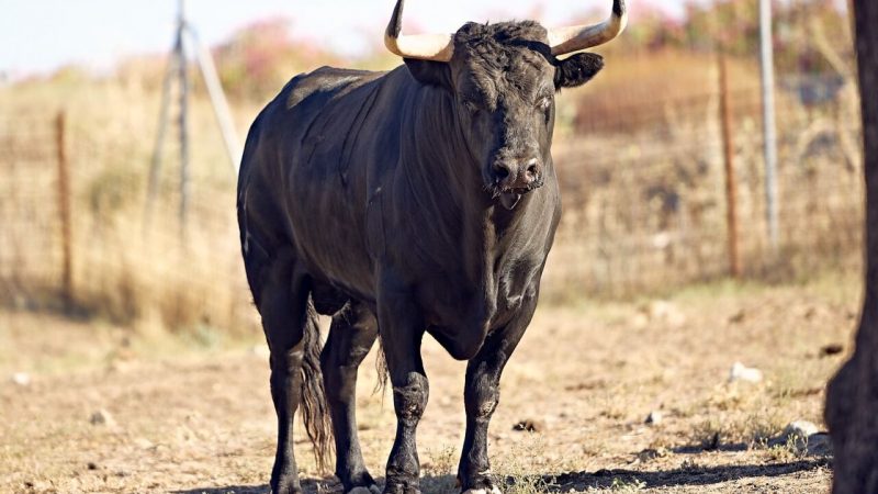 Almorox: una señora novillada de Núñez de Tarifa