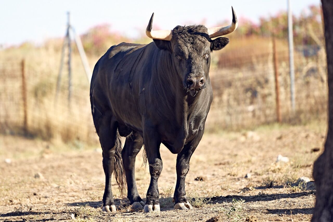 Almorox: una señora novillada de Núñez de Tarifa