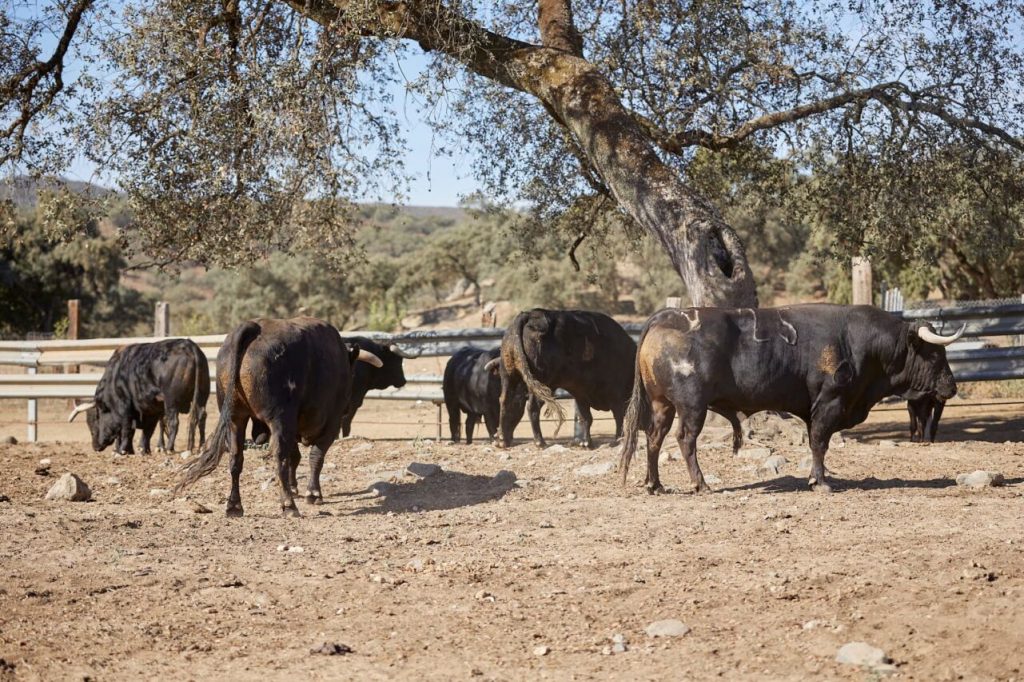 Virgen Maria13 1024x682 - Los toros de Virgen María para la alternativa de Víctor Hernández en Alcalá de Henares