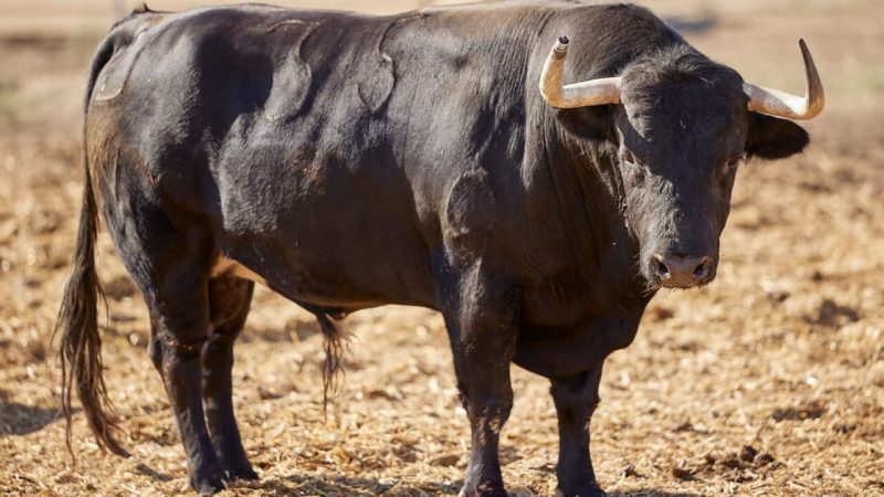 Los toros de Virgen María para la alternativa de Víctor Hernández en Alcalá de Henares