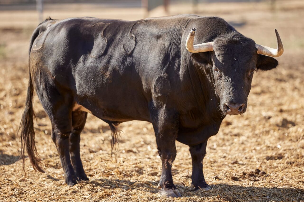 Los toros de Virgen María para la alternativa de Víctor Hernández en Alcalá de Henares