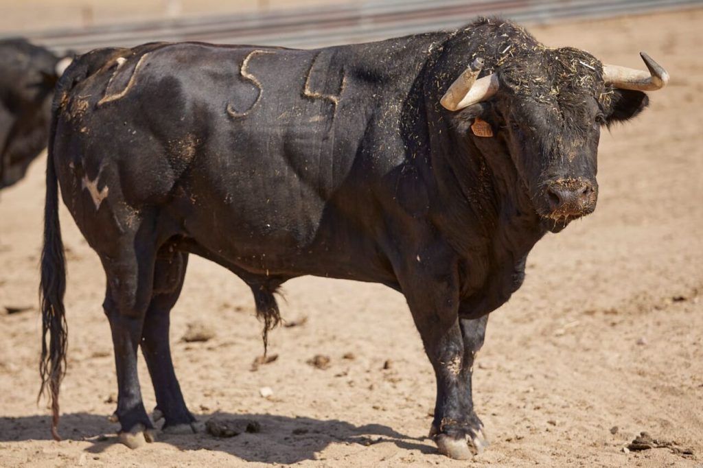 Virgen Maria5 1024x682 - Los toros de Virgen María para la alternativa de Víctor Hernández en Alcalá de Henares